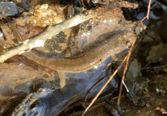 Desmognathus folkertsi