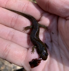 Desmognathus folkertsi