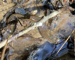 Desmognathus folkertsi