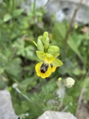 Ophrys lutea phryganae