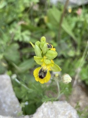 Ophrys lutea phryganae