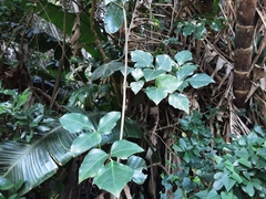 Rhoicissus rhomboidea