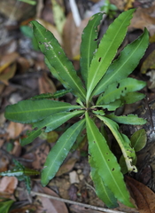 Ardisia kusukuensis