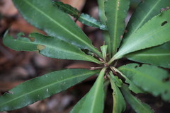 Ardisia kusukuensis