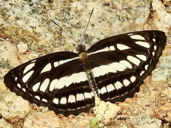 Neptis hylas