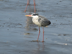 Ardea cinerea
