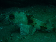 Neosebastes bougainvillii
