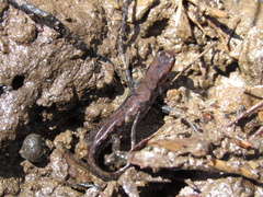 Desmognathus perlapsus