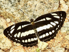 Neptis hylas