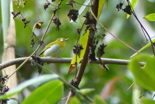 Zosterops novaeguineae, 2015-03-27