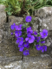 Aubrieta deltoidea