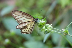 Ideopsis vitrea