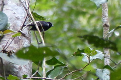 Symposiachrus axillaris