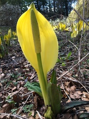 Lysichiton
