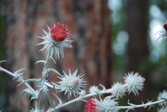 Cirsium occidentale