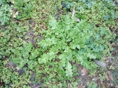 Capsella bursa-pastoris