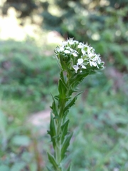 Lepidium heterophyllum