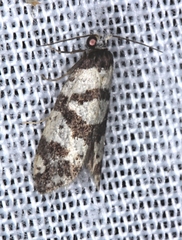 Lepidoscia characota