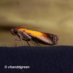Piesmopoda semilutea