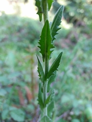 Lepidium heterophyllum