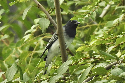 Black-headed Cuckooshrike (Lalage melanoptera), photo 10
