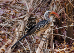 Tockus erythrorhynchus