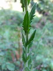 Lepidium heterophyllum