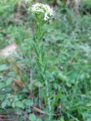 Lepidium heterophyllum