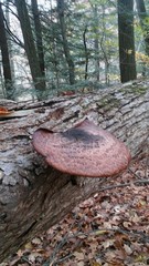 Cerioporus squamosus