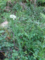 Lepidium heterophyllum