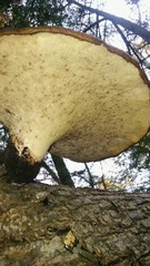 Cerioporus squamosus