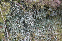 Cladonia polydactyla