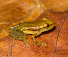 Scinax cuspidatus