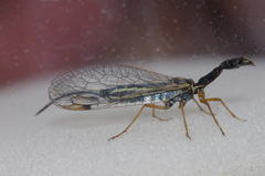 Dichrostigma flavipes