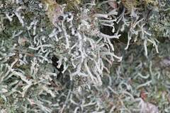 Cladonia polydactyla
