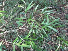 Asparagus falcatus