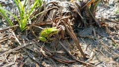 Hyla intermedia perrini