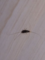 Lepismatidae
