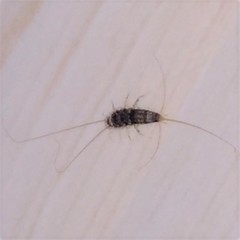 Lepismatidae