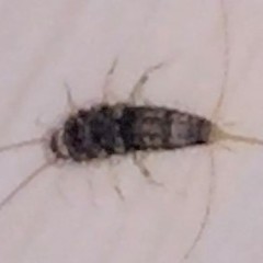 Lepismatidae