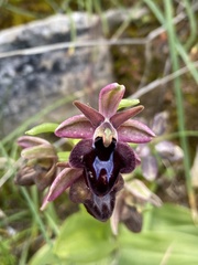 Ophrys sphegodes spruneri