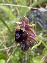 Ophrys sphegodes spruneri