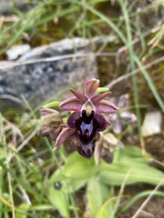 Ophrys sphegodes spruneri