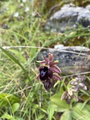 Ophrys sphegodes spruneri