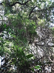 Asparagus falcatus