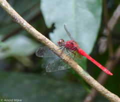 Rhodopygia cardinalis
