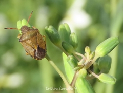 Peribalus strictus strictus