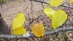 Pyrus pyrifolia