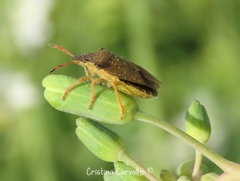 Peribalus strictus strictus