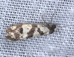 Lepidoscia characota